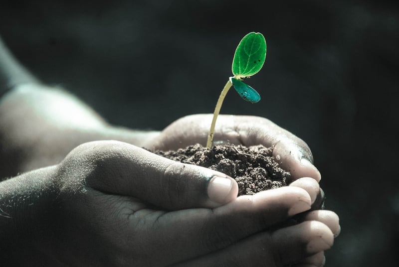 Seedling Care