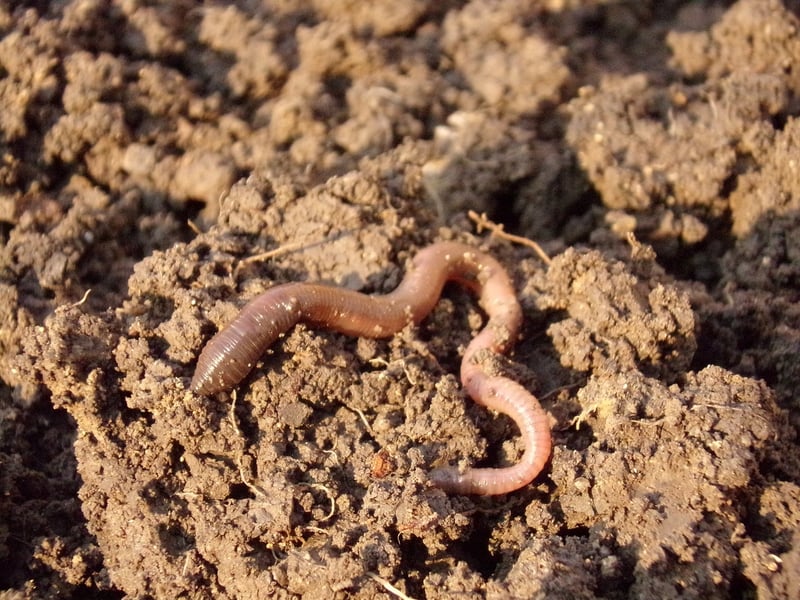 Compost Soil